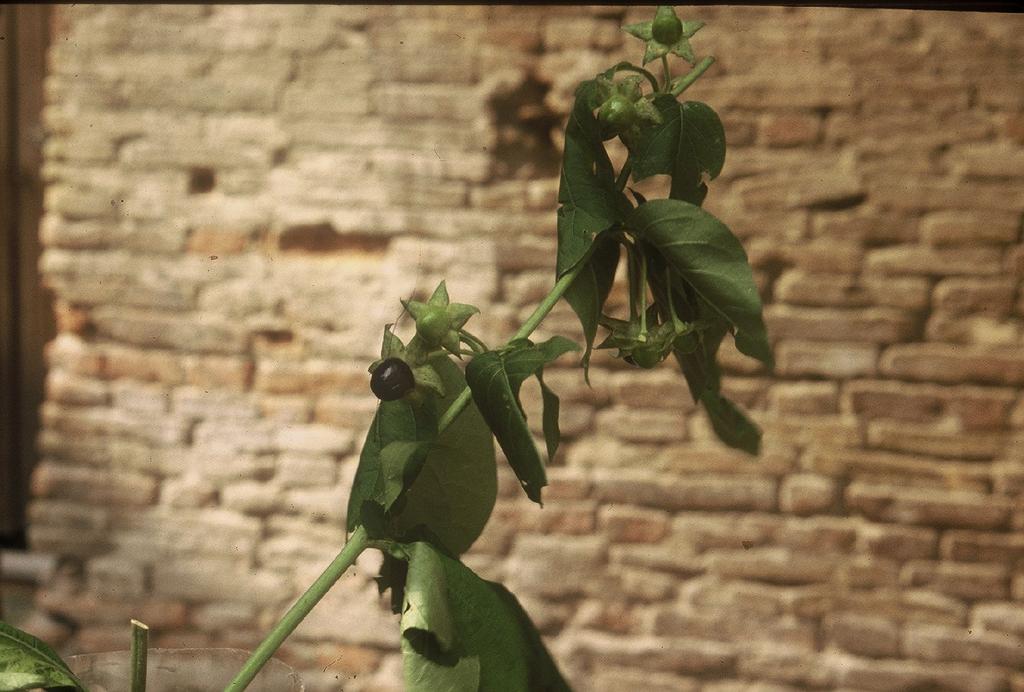 BELLADONNA Atropa