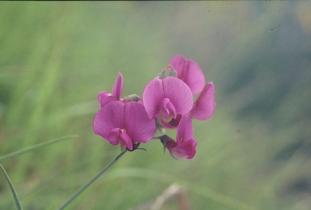 PISELLO ODOROSO Latirus