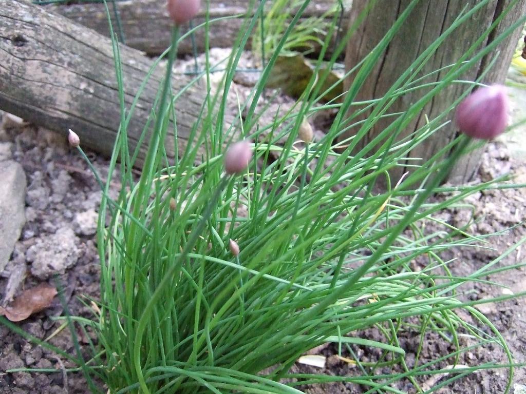 ERBA CIPOLLINA Allium