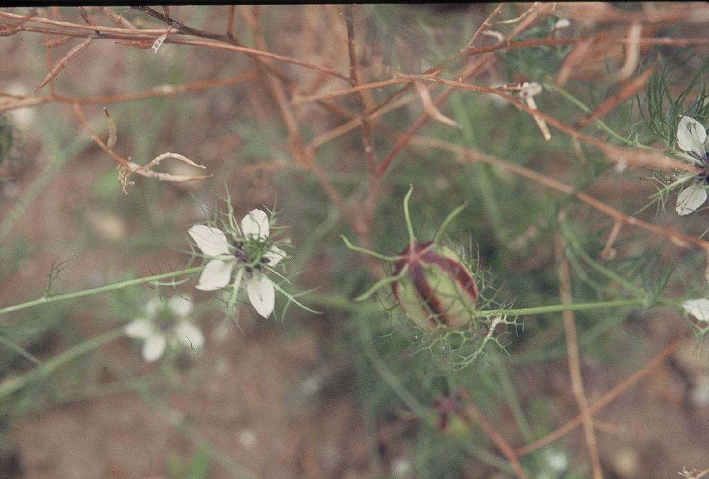 NIGELLA Nigella