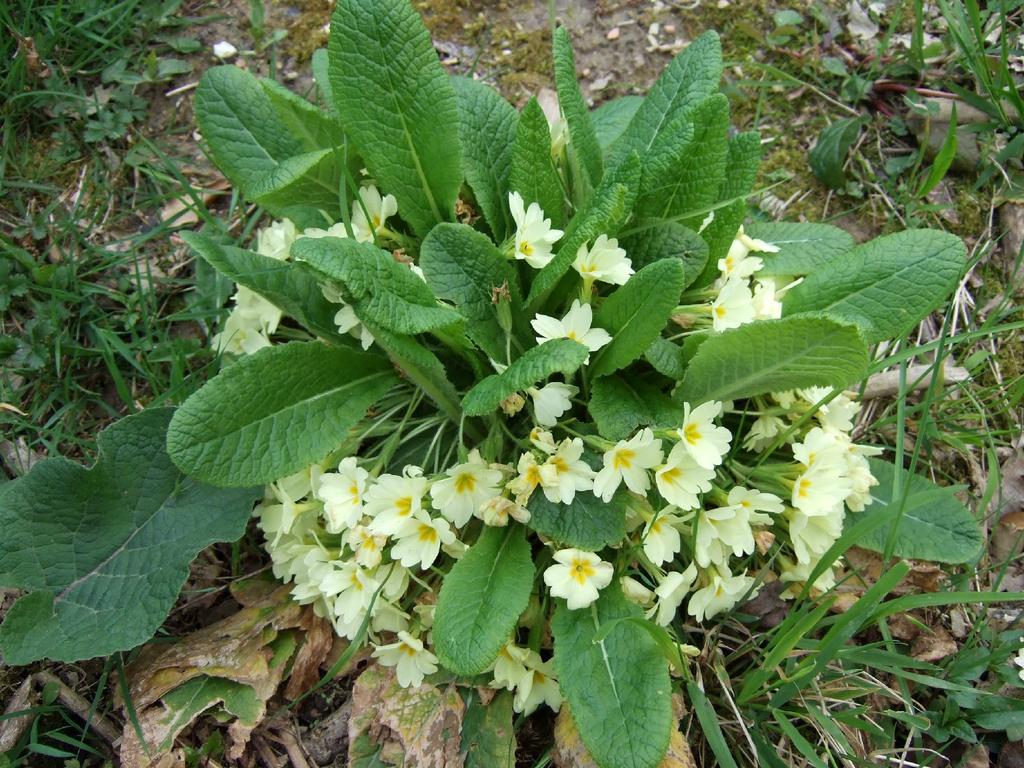 PRIMULA Primula