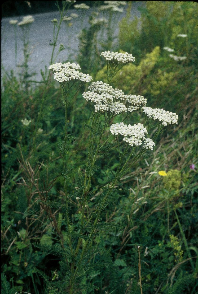 MLLEFOGLIO Achillea