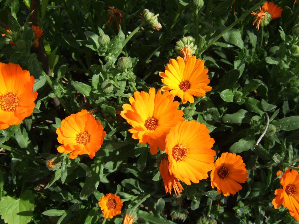 CALENDULA Calendula