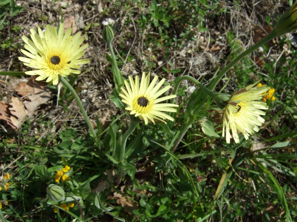 BOCCIONE MAGGIORE Urospermum