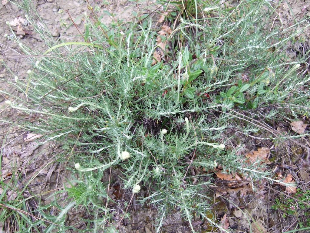 ELICRISO Helichrysum