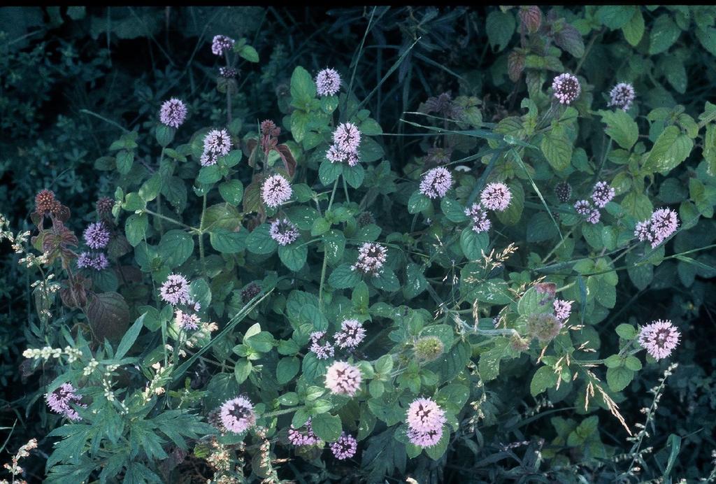 MENTA ACQUATICA Mentha