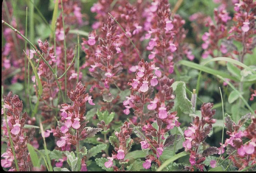 CAMEDRIO Teucrium