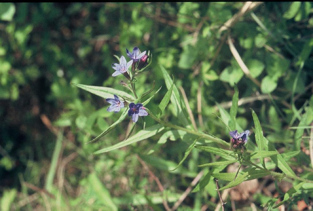 LITOSPERMO Lithospermum