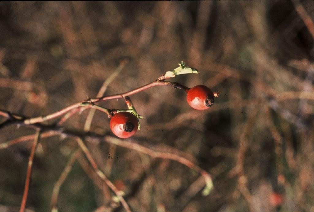 ROSA CANINA Rosa