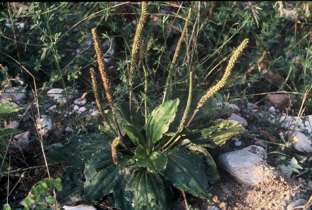 PIANTAGGINE Plantago