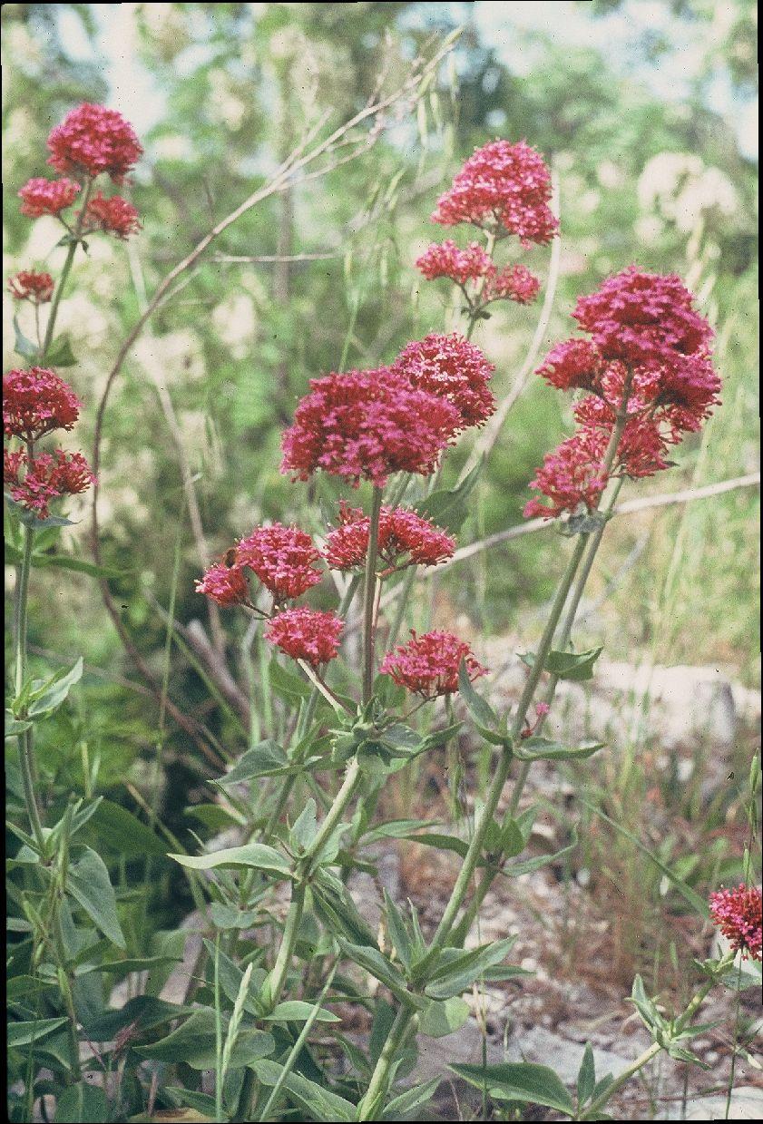 VALERIANA ROSSA