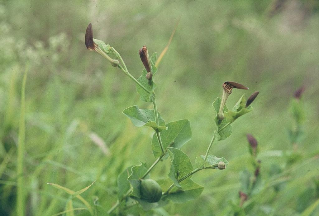 ARISTOLOCHIA