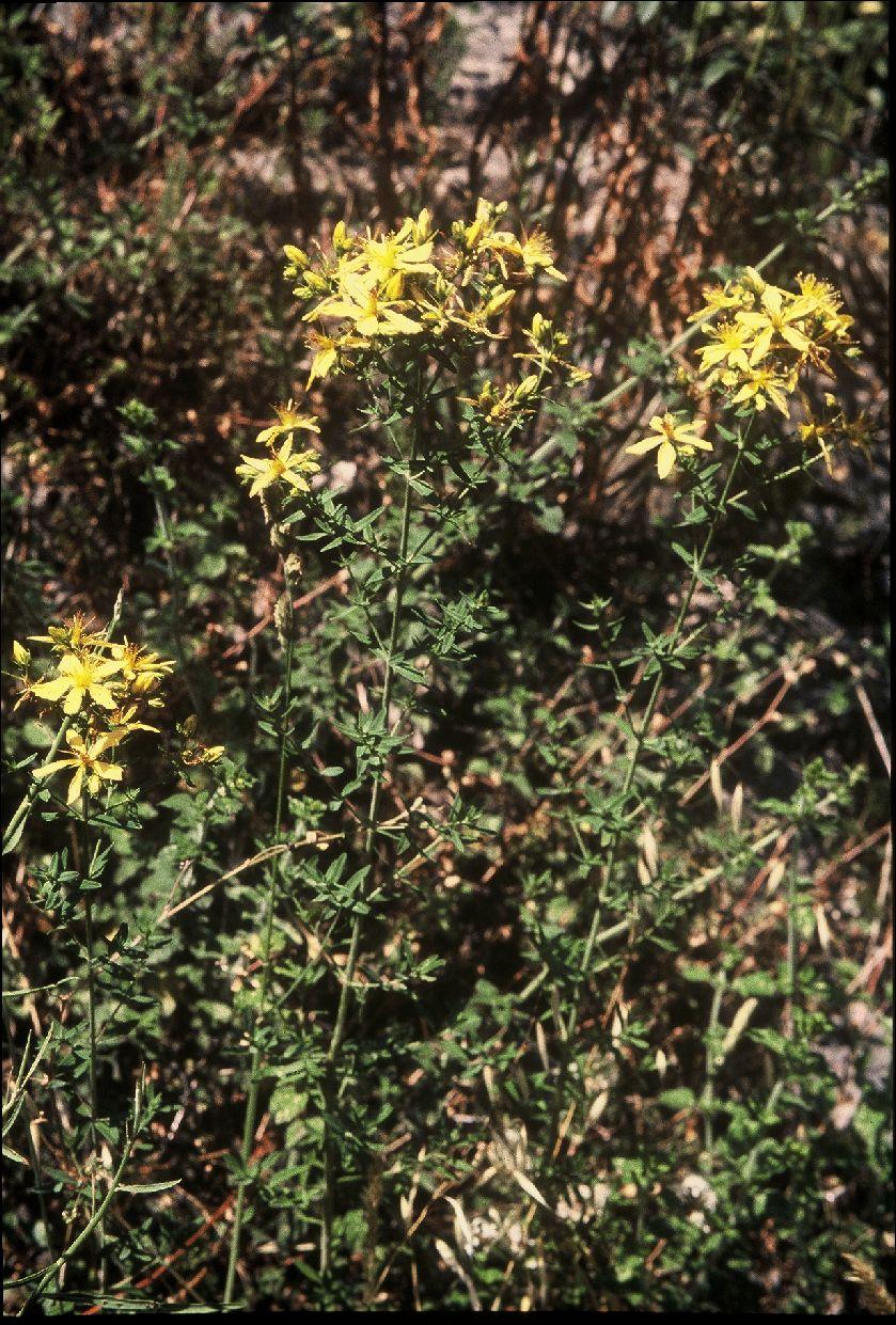 IPERICO Hypericum