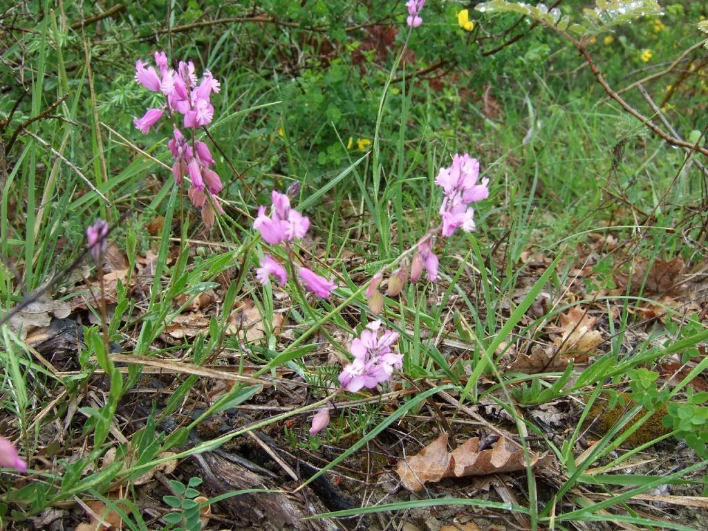 POLIGALA Polygala