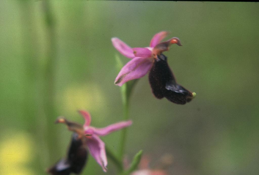 Ophrys