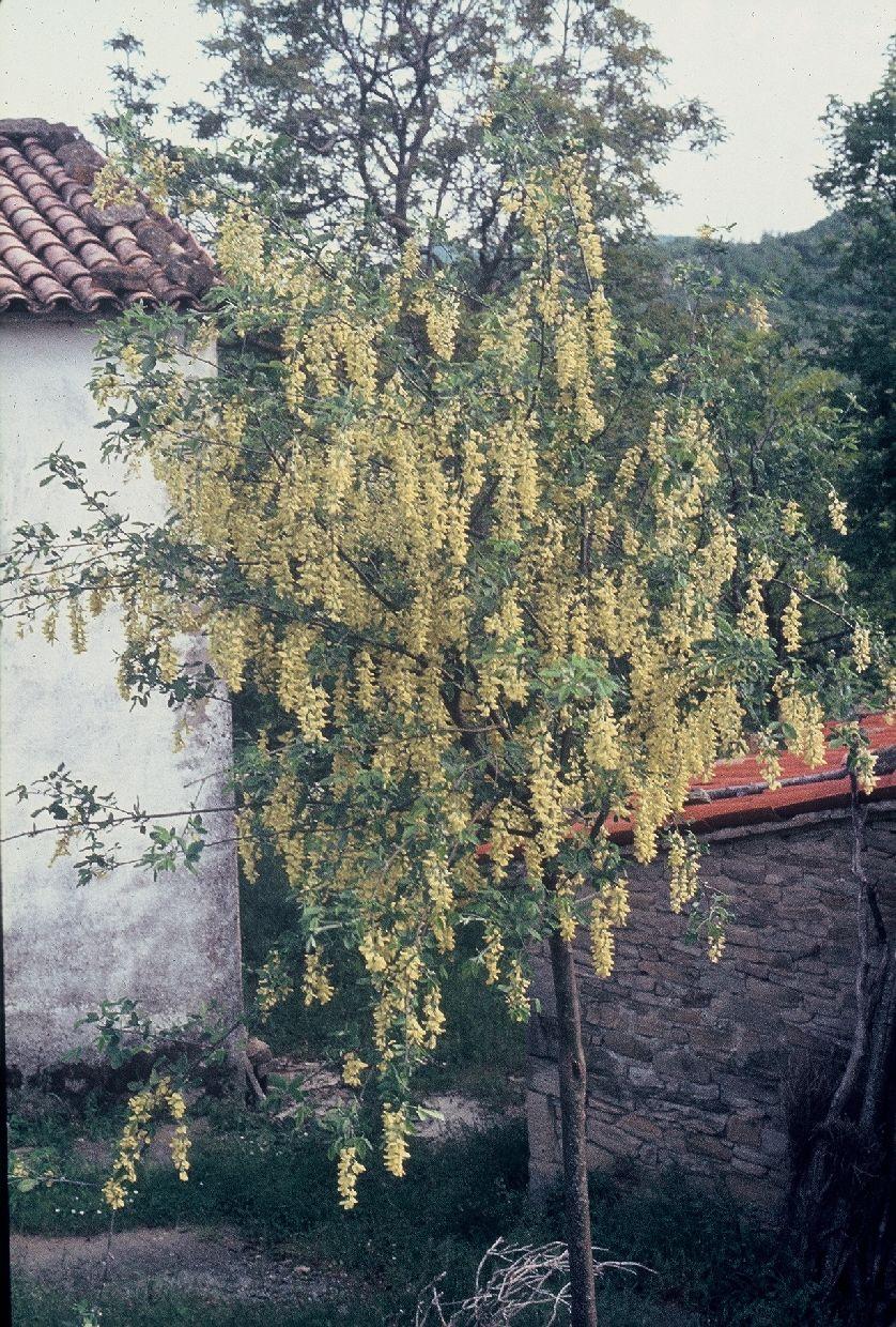 MAGGIOCIONDOLO Laburnum