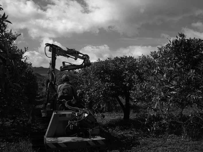 L agrumicoltura italiana e la sfida della Tristeza 165 Fig. 8 Potatrice a lame alterne impegnata in operazioni di topping (fotografia fornita da L.