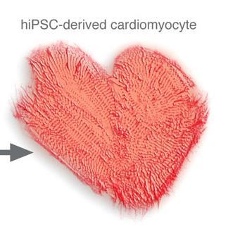 Differenziamento di ips in miociti cardiaci