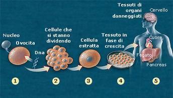 Le cellule staminali embrionali coltivate in vitro proliferano