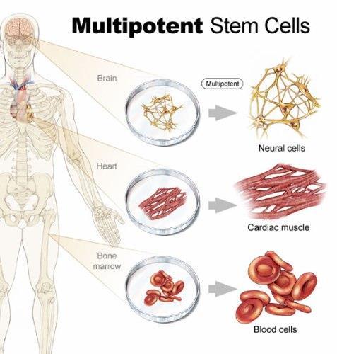 Cellule staminali dell adulto Cellule staminali Multipotenti: Cellule più differenziate rispetto alle