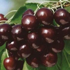 La polpa presenta un colore rosso chiaro con medio-scarsa consistenza. MARASCA NERA Cultivar italiana di genealogia sconosciuta.