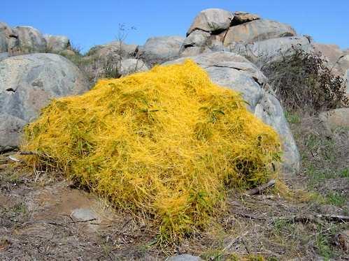 Puglia; quest'erba veniva baciata e conservata quasi come una reliquia per i momenti brutti e difficili.