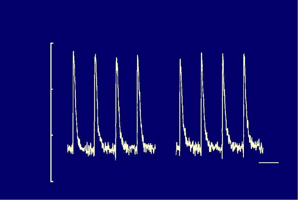 Variazioni del rapporto di fluorescenza di Fura-2 in