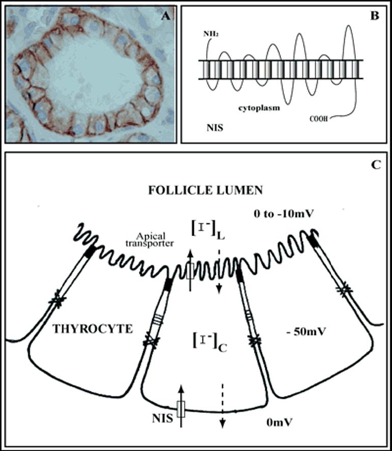 Trasporto attivo dello iodio lo ioduro (I - ) entra nel tireocita attraverso la proteina transmembrana NIS (sodium/iodine symporter)