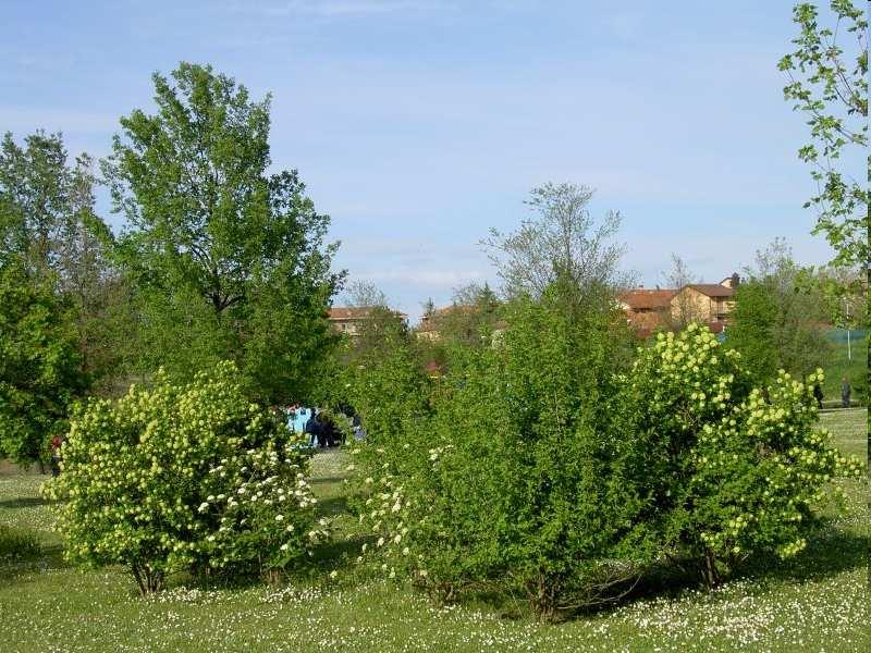 L AMBIENTE DI VITA - Alberi in ambiente