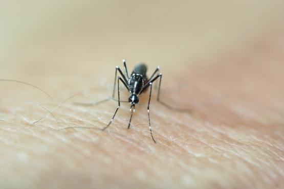Aedes albopictus e prevenzione del rischio sanitario: il controllo del