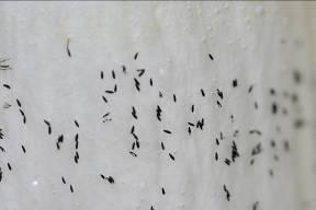 Controllo della zanzara tigre e sorveglianza entomologica