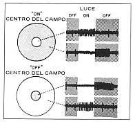 Forme e orientamenti Il campo recettivo è l'area dello spazio esterno in grado di eccitare, tramite i fotorecettori, una cellula gangliare.