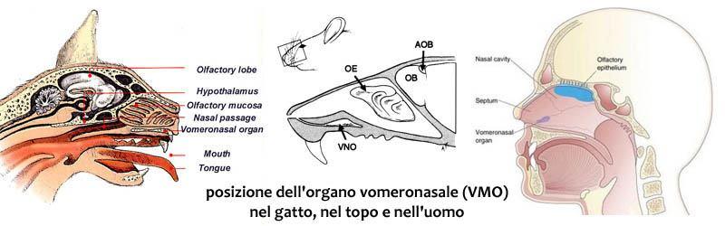 Sistema vomeronasale Feromoni: sostanze chimiche prodotte da diversi organi del corpo e trasportate dall aria per segnalare ad altri