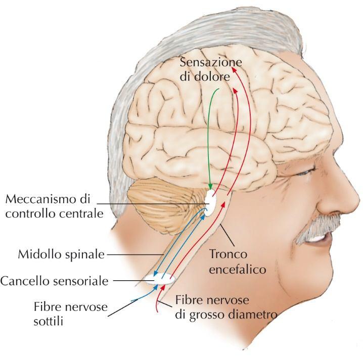 Adattamento sensoriale I recettori sensoriali rispondono sempre meno a stimoli che rimangono invariati Nella vista l effetto non si verifica a causa del nistagmo fisiologico (movimento