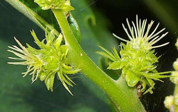 polline) Infiorescenza femminile: i fiori femminili sono riuniti in infiorescenze globose e