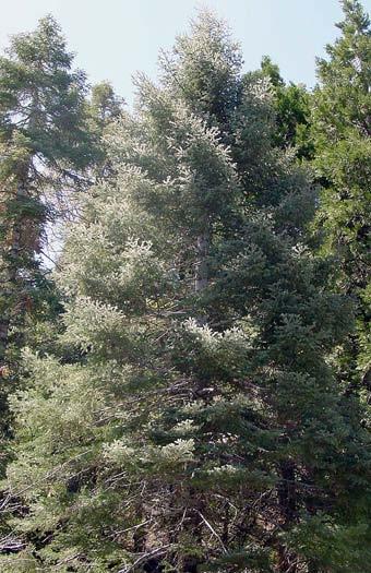 Abies alba Mill.