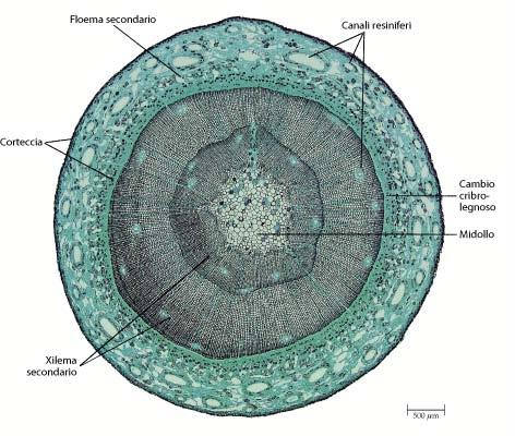 Floema secondario Canali resiniferi