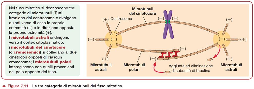 Formazione del fuso Microtubuli del