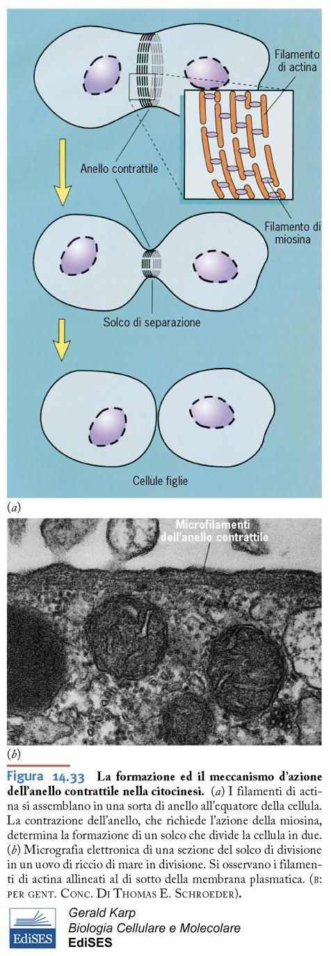 Citodieresi Il solco sulla membrana plasmatica si forma grazie a microfilamenti