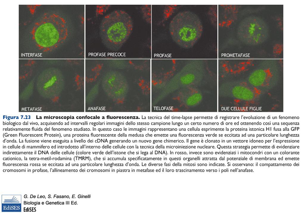 Fasi mitotiche microscopia confocale a fluorescenza IN VERDE : nucleo della cellula evidenziato dalla proteina istonica H1 fusa alla