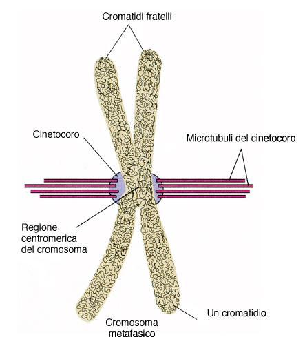Metafase: i cromosomi sono allineati lungo il piano equatoriale della cellula (piastra metafasica) e prendono contatto con i microtubuli.