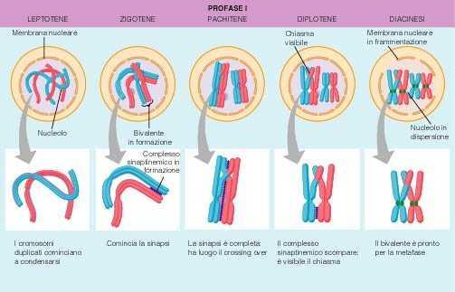 TETRADI cromosomi omologhi chiasmi Complesso sinaptonemico o sinaptonemale tra cr.