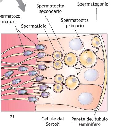 Spermatogenesi Avviene nel testicolo Tubuli seminiferi Le cellule germinali che tappezzano la