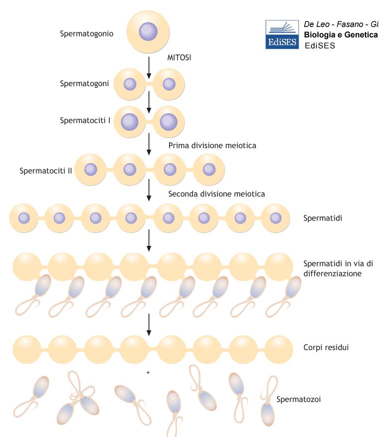 Vita fetale e fase pre-puberale: moltiplicazione attiva delle cell germinali e cell del Sertoli, successivamente una serie di modificazioni morfologiche produco gli SPERMATOGONI GONADOTROPINE: nella