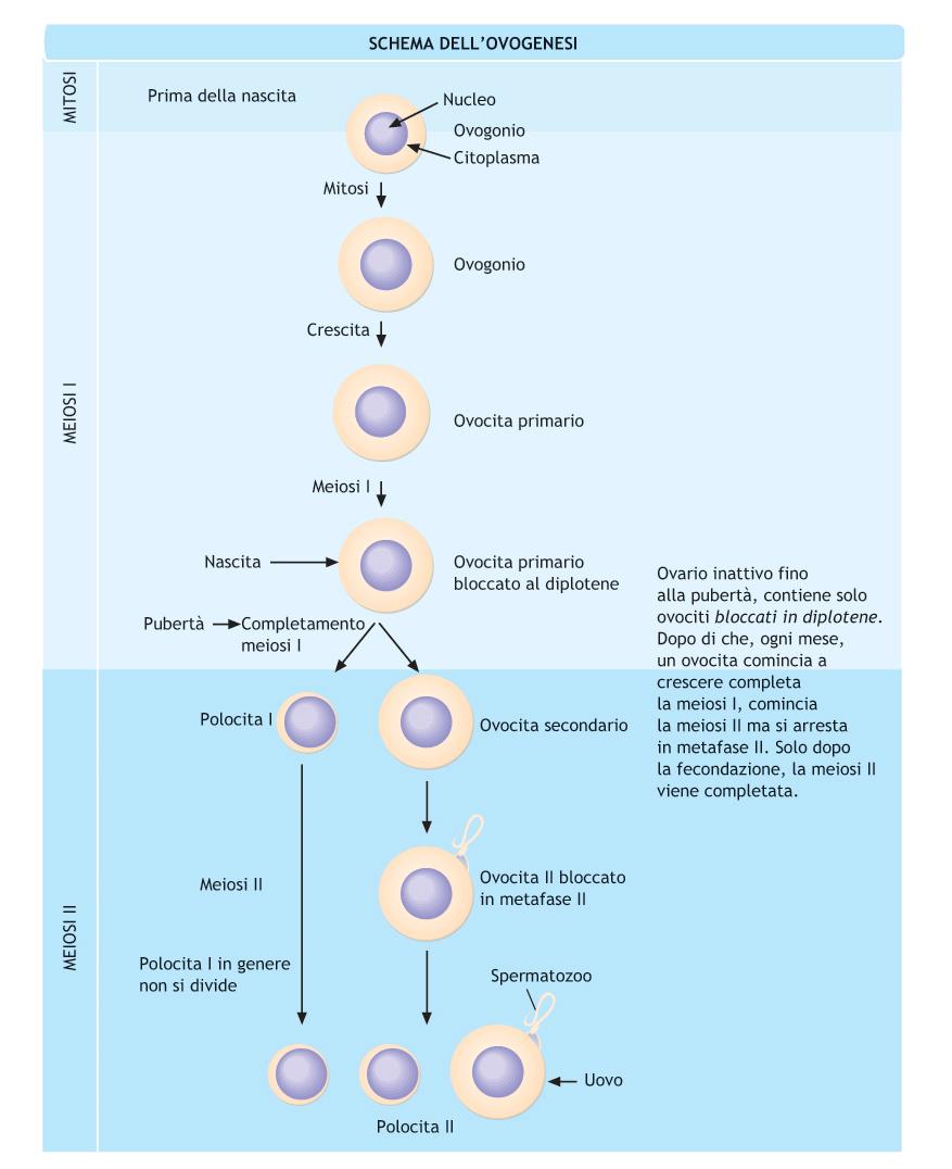 Vita embrionale: produzione di milioni di ovogoni AUXOCITOSI: ovociti I Iniziano la meiosi, si bloccano nella fase di diplotene della profase I (DITTIATO) NASCITA: circa 200-400mila ovociti bloccati