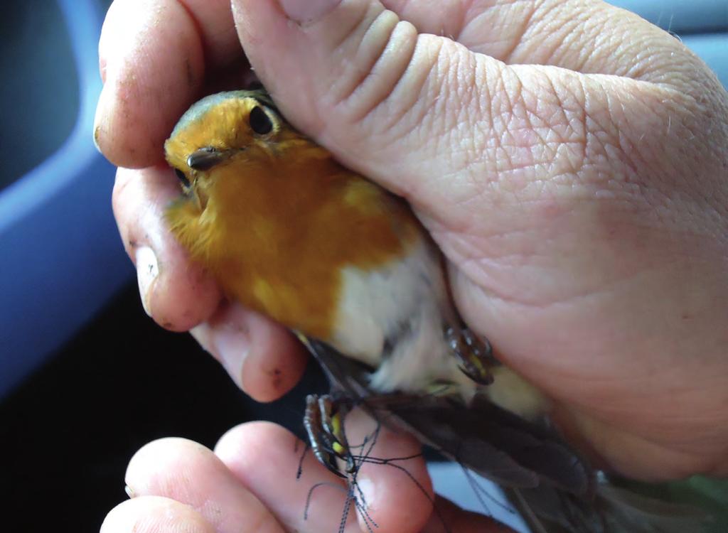 SETTEMBRE 0 Le Valli bresciane Le tre grandi valli che tagliano da nord a sud le Prealpi bresciane costituiscono una delle più importanti rotte migratorie per l avifauna europea.