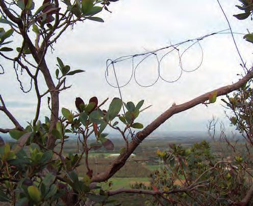 Tuttavia fra i principali fruitori finali del bracconaggio sembrano proprio essere alcuni noti ristoranti del Cagliaritano nei confronti dei quali sono assolutamente necessari ispezioni e indagini.