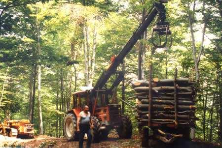 Settori di intervento del GAL ARTIGIANATO TIPICO e FILIERA FORESTALE Sostenere