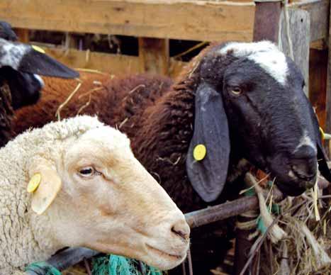 Nella gran parte delle razze di pecore, le femmine sono prive di corna (sopra); le razze di capre sono invece tipicamente dotate di corna, spesso con forme bizzarre. Foto: G. Grassi e C.