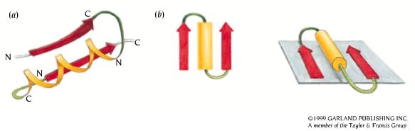 β-α-β -a simple way to link beta parallel strands.